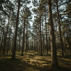 Obraz premium forest in autumn, Generative AI 