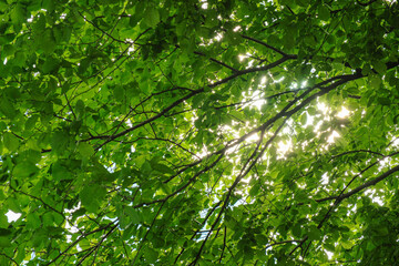 Summer Greenery and City Scenes in Oslo’s Slottparken Area 오슬로 슬로트파르켄 지역의 여름 초록과 도시 풍경
