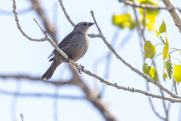 A wild brown-headed cowbird perched in a tree in Colorado.