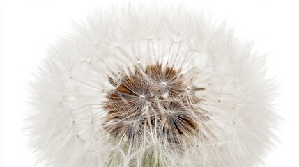 Fototapeta premium Soft Dandelion Puffball with Seeds Caught in the Gentle Wind