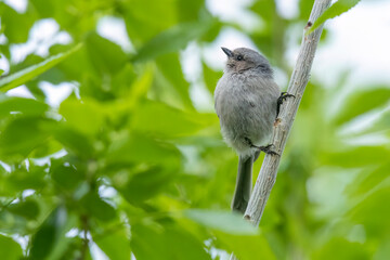 A wild bushtit perched on a branch in a park in the mountains of Colorado.