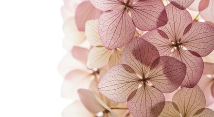Obraz premium Close Up Of Beautiful Delicate Pink Hydrangea Flowers With Intricate Veins On White Background