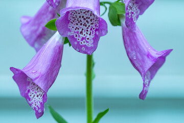 Foxglove aka Digitalis medicinal and toxic