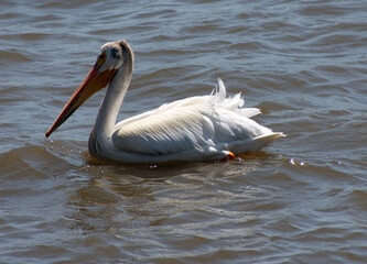 Close up of a white pelican.