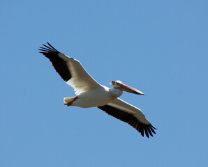 Close up of a white pelican.