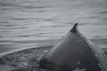 Humpback Whale Calf diving