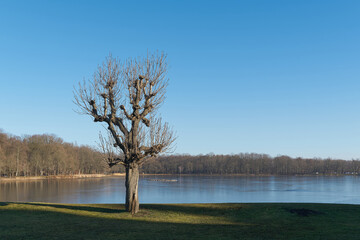 Kastanie am Ufer des Schlossteiches am Schloss Moritzburg in Sachsen im Winter