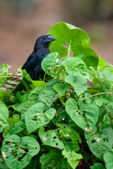 A Smooth-billed Ani (Crotophaga major) perches in the lush vegetation of the jungle in French Guiana. Portrait of a tropical bird in its natural habitat.