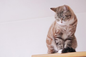 落ち込んでる可愛いトラ猫