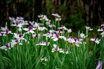 神楽女湖のハナショウブ
