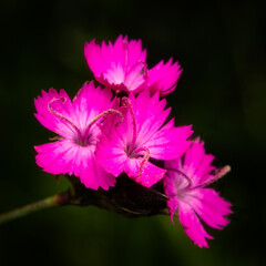 Close-up image of Giant Pink flower (Dianthus giganteus) on dark background.
