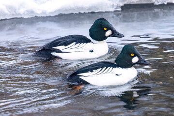 Wild common goldeneye in a river in Colorado