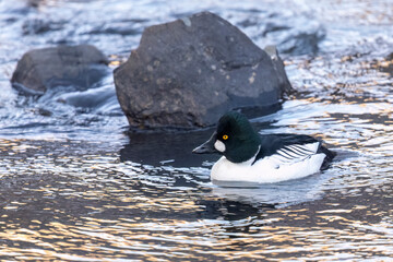 Wild common goldeneye in a river in Colorado