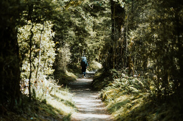 Obraz premium Hiking in the forest, Milord Track