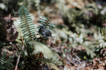 Robin in South Island New Zealand