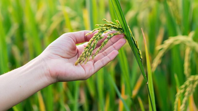 A close-up shot of a woman's hand gently holding a stalk of unripe Thai jasmine rice (Hom Mali variety). The rice ear is pale green, slightly translucent, with tightly packed grains still in their hus