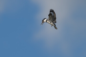 Belted kingfisher hovering in the air against a blue sky.
