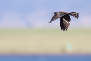 A wild common grackle in Colorado