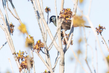 A wild common grackle in Colorado