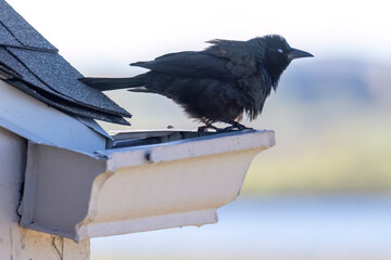 A wild common grackle in Colorado