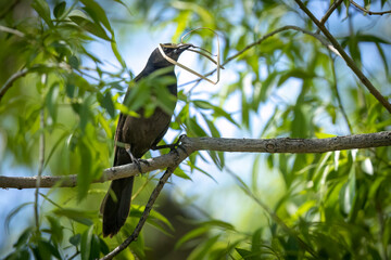 A wild common grackle in Colorado