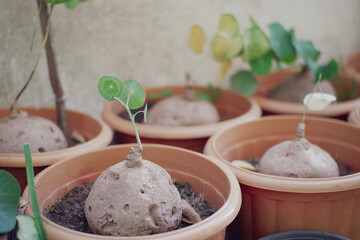 Stephania erecta Craib in a pot with natural light. Natural background and wallpaper. Soft focus, Select focus.