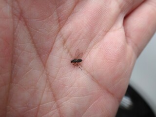 a gnat that clung to me while hiking