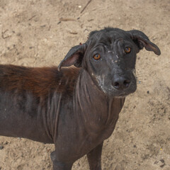 A stray dog with severe hair loss. Bald patches indicate scabies, parasites, malnutrition, or skin infections. A symbol of neglect, survival, and the need to care for animals