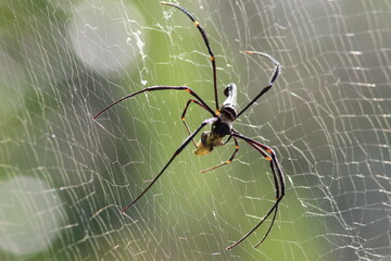 Spider