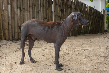 A stray dog with severe hair loss. Bald patches indicate scabies, parasites, malnutrition, or skin infections. A symbol of neglect, survival, and the need to care for animals