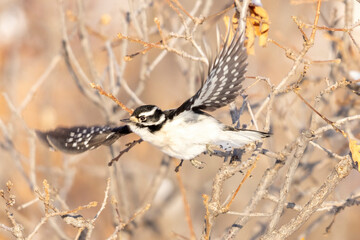 A wild downy woodpecker in a tree in Colorado.
