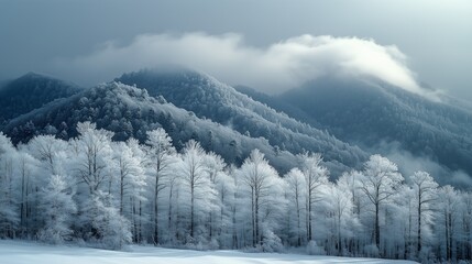 Great Smoky Mountains winter aerial: frost-crystal forest under sunlight, cloud-shrouded peaks with icy texture