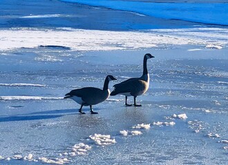 Fototapeta premium canada goose on the ice