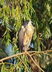 Serene image of black-crowned night heron, nycticorax sleeping on a branch, surrounded by lush green foliage, conveying a sense of peace and nature's beauty.