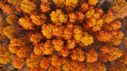 Aerial drone shot of colorful autumn forest with orange and yellow tree canopy