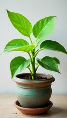 Obraz premium Vibrant green leaves sprout from a charming, rustic flowerpot, creating a lush and healthy indoor plant scene Perfect for spring, summer, and home decor themes , renewal, leaf, growth