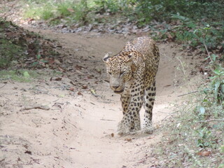 Sri Lankan Leopards in Wilpattu National Park, Sri Lanka 