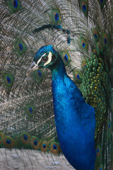 Obraz premium Colorful peacock displaying feathers in natural light