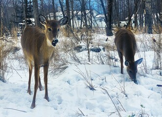 Obraz premium deer in the snow