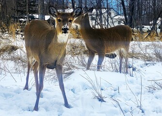 Fototapeta premium deer in the snow