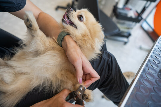 A groomer trims a Pomeranian's nails in a grooming salon.