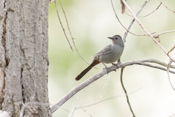 A wild gray catbird perched in a tree in Colorado.