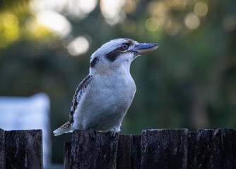 A Laughing Kookaburra perched on a fence