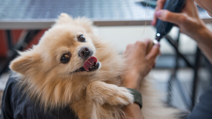 A groomer files the claws of a Pomeranian with an electronic device in a grooming salon.