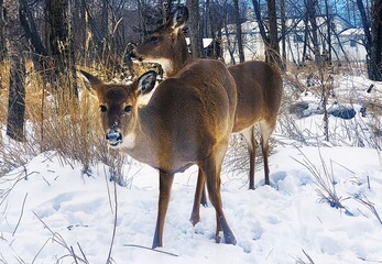 deer in the snow