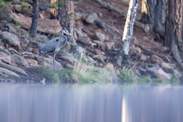 A wild great blue heron in a park in Colorado