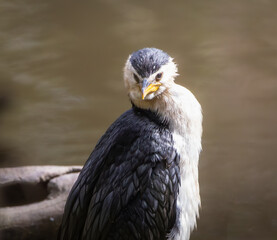 Close up of a Little Pied Cormorant 