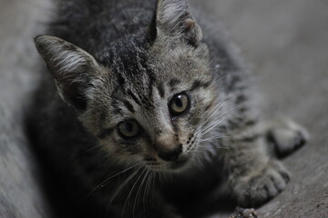 Obraz premium Tears and Moonlight