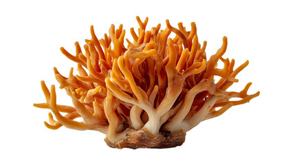 A vibrant orange coral mushroom with a complex branching structure isolated on a transparent background isolated on transparent background