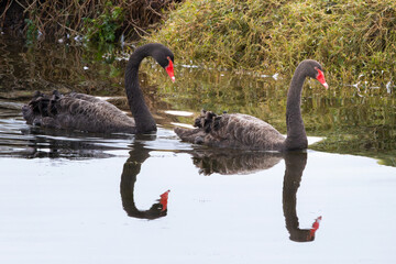 Two Black Swans swimming in a lake
